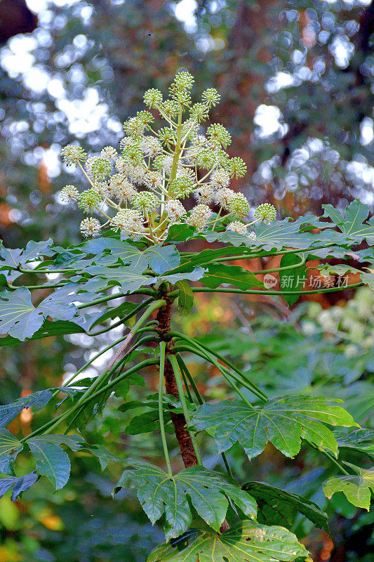 金银花/日本楤木/亮叶纸植物/大叶纸植物